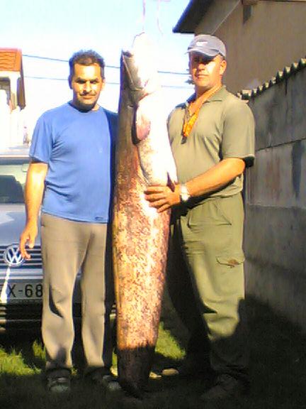 Galó Csaba 43 kg-os harcsája, 2008-ból